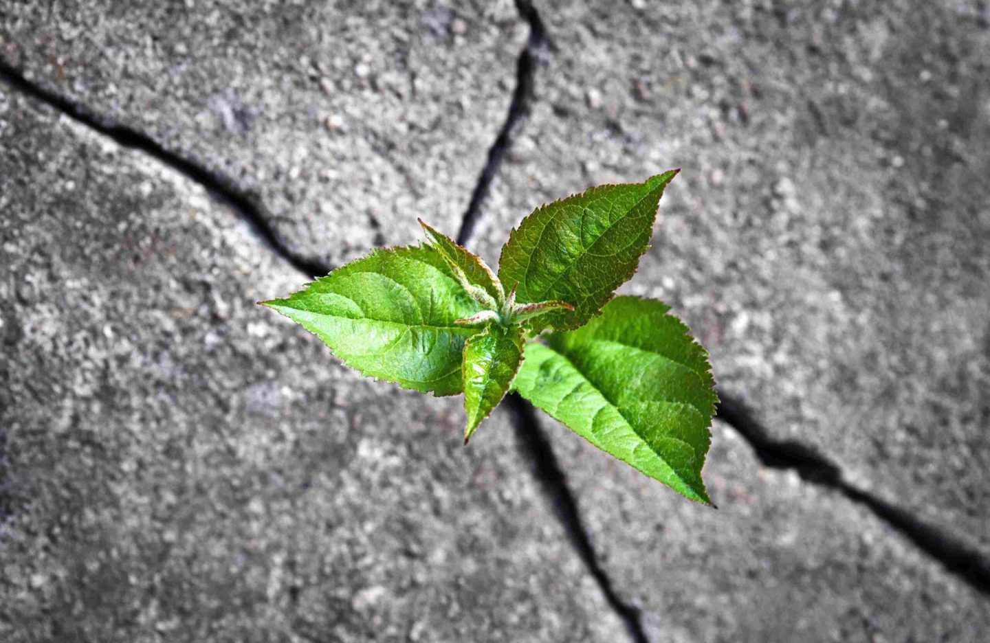 small-tree-sprouted-from-rock-new-life-hope-resilience-green-plant-growing-stone-scaled.jpg