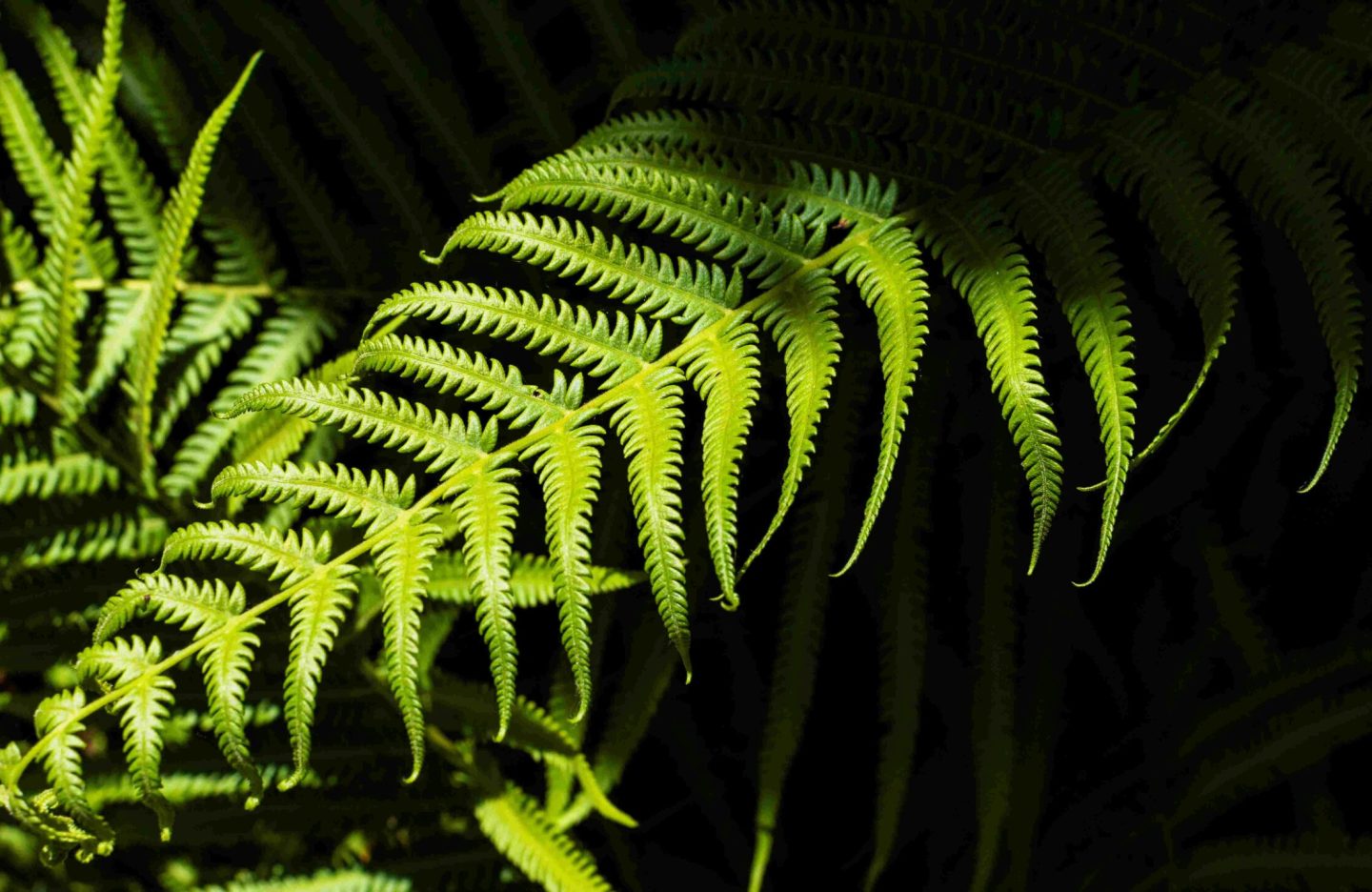 tropical-fern-leaves-with-shadows-scaled.jpg
